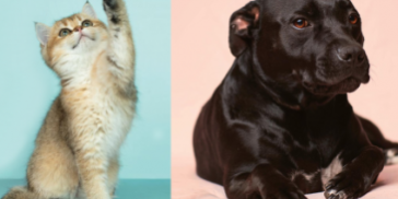 naslovna-zivotinje-365x220